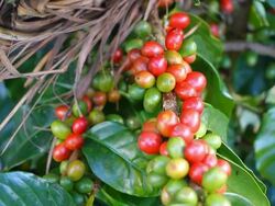 Coffee plant Stock Footage