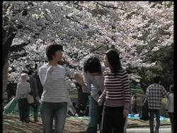 Cherry Blossoms In  Park, Cherry Blossoms At Shrine Instructional Video