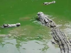 Crocodile Stock Footage