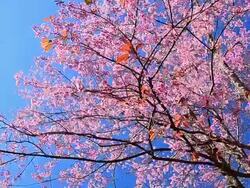 Dolly Shot: Spring Pink Cherry Blossoms with Blue Sky Backgrounds Stock Footage