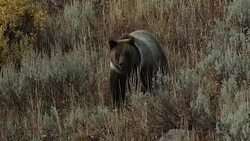 MS  shot of a male grizzly bear  (Ursus arctos horribilis) trotting down a hillside toward the camera Stock Footage