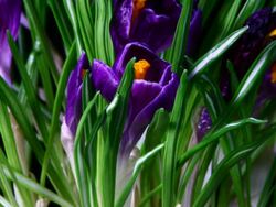 Blooming Crocus Stock Footage