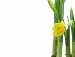 Narcissus flower Stock Footage