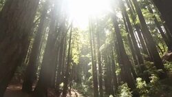 A mother and daughter standing underneath a canopy of Redwood trees. Stock Footage