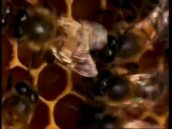 Honey bee waggle dance (communication of location of food) on honey comb, cu Stock Footage