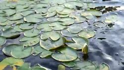 Water Lily flower Stock Footage