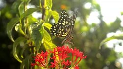 Butterfly Sitting On Red Flower Stock Footage