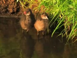 NTSC: Young Coots Stock Footage