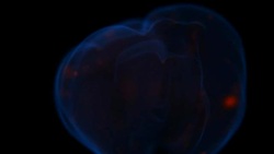 Mesmerising fire Stock Footage