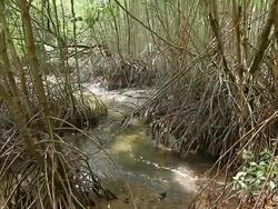 Mangrove forest ,HD Stock Footage