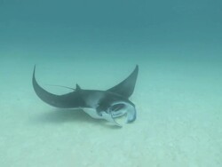 MS POV Shot of Manta ray feeding / Hanifaru, Baa Atoll, Maldives    Stock Footage