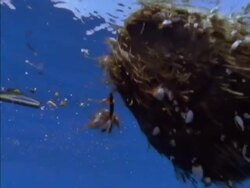 CU Coconut covered in goose barnacles drifting in sea, Seychelles Stock Footage