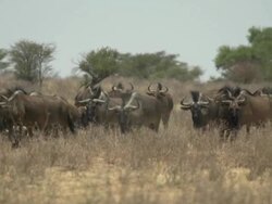 Wildebeest Stock Footage