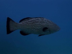 Grouper Fish And Tiriggerfish Stock Footage