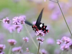 Butterfly Stock Footage