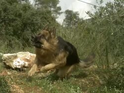 SLO MO large Alsatian (Canis lupus familiaris) chasing past chickens (Gallus gallus), Spain Stock Footage