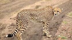Cheetah watching for preying at wild Stock Footage