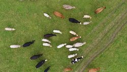 Aerial view of cows directly below Stock Footage