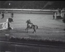 HORSE SHOW CLIMAX News Clip