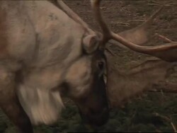 Canadian reindeer face uncertain future News Clip