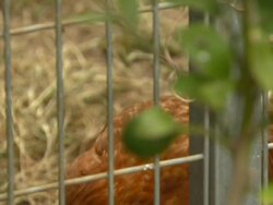 Chicken behind bars, Australia Stock Footage
