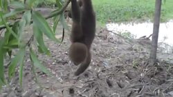 woolly monkey, Amazon, Peru Stock Footage