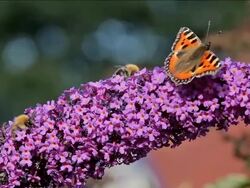 SMALL TORTOISESHELL BUTTERFLY AGLAIS URTICAE AND BEES Stock Footage