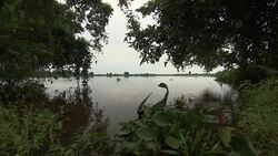 View through foliage of river from riverbank Stock Footage