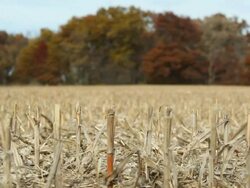 Harvested Corn Stalks and Fall Trees Stock Footage