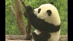 Giant pandas in enclosure News Clip