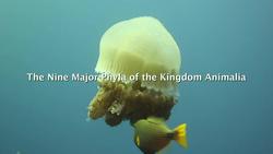 Biological Classification - Nine Major Phyla of the Kingdom Animalia Instructional Video