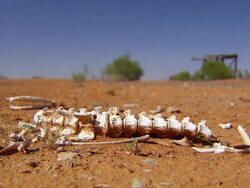 CU Drought bones / Packsaddle, New South Wales, Australia Stock Footage