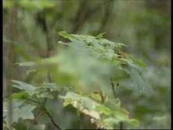 MEXICO: GOVERNMENT ENVIRONMENTAL POLICIES TO PROTECT BUTTERFLIES News Clip