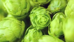 Video of rotating hops in 4K Stock Footage