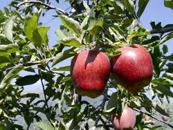 MS shot of woman hand touching red apple on tree / Merano, Trentino, South Tyrol, Italy Stock Footage