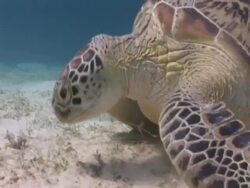 Green turtle (Chelonia mydas) eating sea grass, CU, House reef, Dimakya Island, Coron, The Philippines Stock Footage