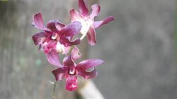 purple orchids Stock Footage