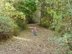 WS Shot of toddler baby boy walking down path by himself in woods / Hillsboro, Oregon, United States Stock Footage