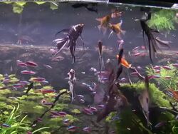 FISH IN AQUARIUM - HAVE DINNER Stock Footage