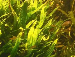 fish in large aquarium Stock Footage