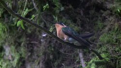 CLEAN : Costa Rica hopes World Cup performance will boost tourism News Clip