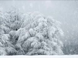 Full HD NTSC -  Snow Fall Seamless Loop Stock Footage
