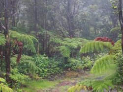 Hawaiian tree ferns - Cyathea cooperi Stock Footage