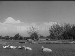 1951: FORMOSA, TAIWAN: FARMLAND: XWS Rice fields in valley. WS People, peasants working in tall plant rice field, workers in traditional conical hats (two short brimmed) harvesting rice crop by hand. VS Same men washing arms, legs in stream. [VO Dewey] Instructional Video