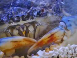 Big crab. Stock Footage