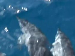 Three Dolphins bowriding, topside, Close up, CU, Fernando de Noronha, Brazil Stock Footage