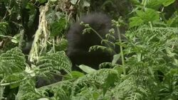 A gorilla peers out of lush ferns and other foliage. Stock Footage
