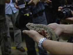 Dogs employed to track down illegal animal smugglers News Clip