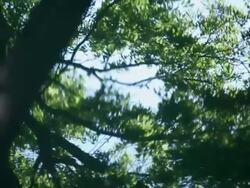 MS reflection of trees in water Stock Footage