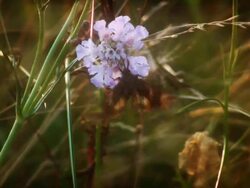 Silver Y on the Paper Moon Stock Footage